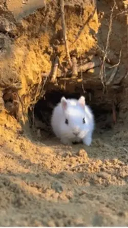 Cute rabbit 