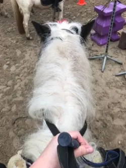 Ma chavache 🐴🐄🤭💗