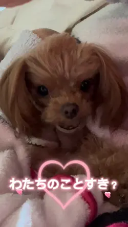 メンヘラな犬