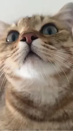 Cute cat 🐈