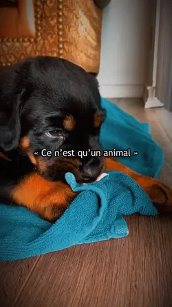 Mon chien 🐶 