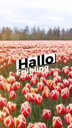 Hallo Frühling