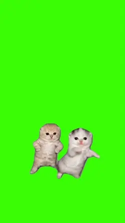 Cat/Gato