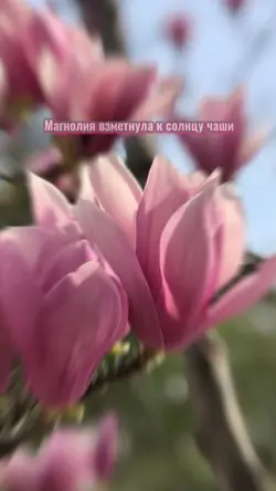 Красота цветов