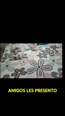 perro