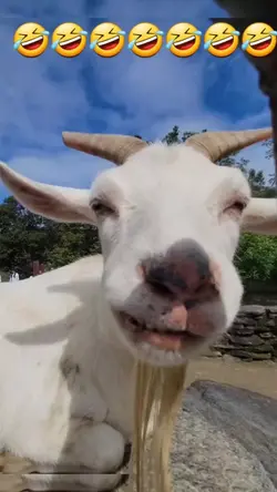 kambing