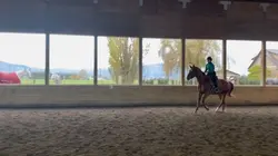 Trainers horse|old 