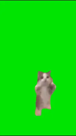 Happy cat