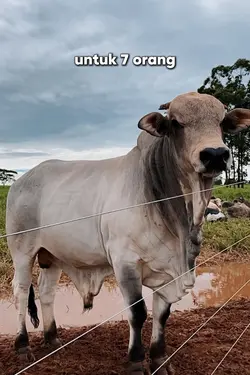 untuk kamu seorang
