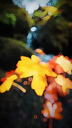 Slowmotion video 🍁❤️🔥✨