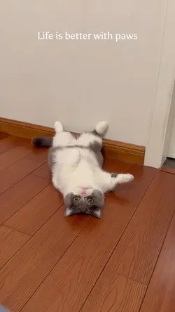 Paws