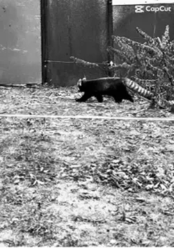 Red Panda?
