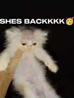 IM BACK