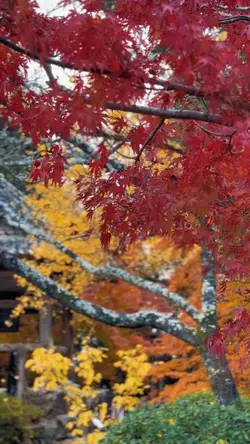 🍁🍁🍁