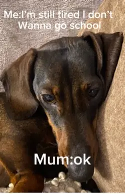 Meme