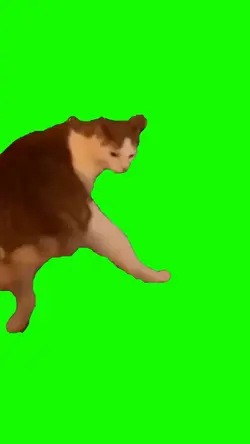 ANIMAL CAT MEME