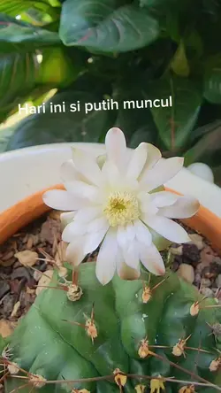 Si putih
