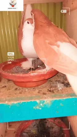 New pigeon 
