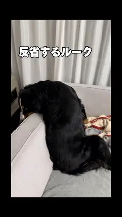 反省する犬