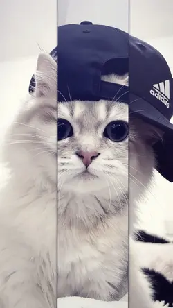 JJ 2 FOTO TREND