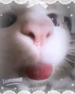 Cute catsssss<3