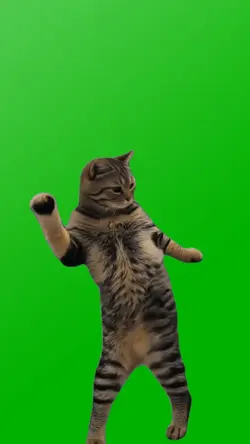 FUNNY CAT DANCE
