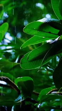 cinematic video