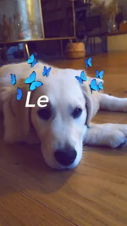 Le chien de ma vie🫶🏻💗