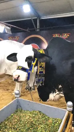 cow template