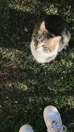 kucingnya lucu