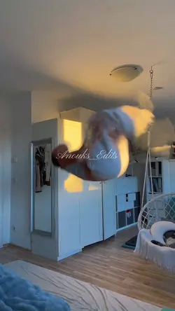 Gymnastics 