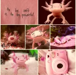 Axolotl Therian wall