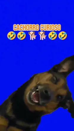 Cachorro Curioso