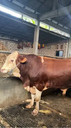 Sapi
