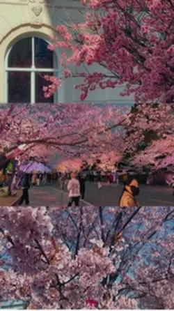 CHERRY BLOSSOM