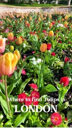 Tulips in Londo