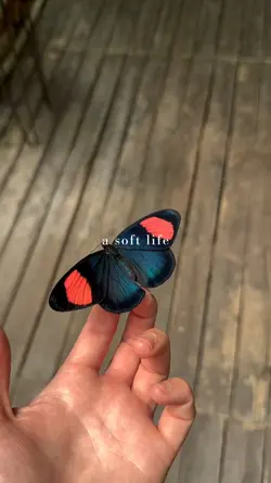a soft life