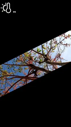 Cherry Blossom 