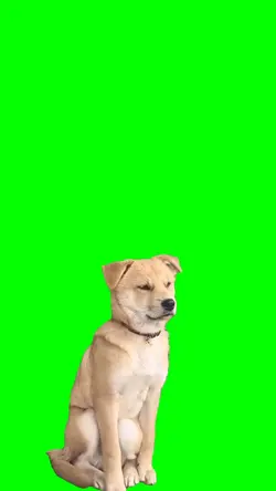 Dog asleep funny