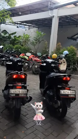 kucing joget lucu
