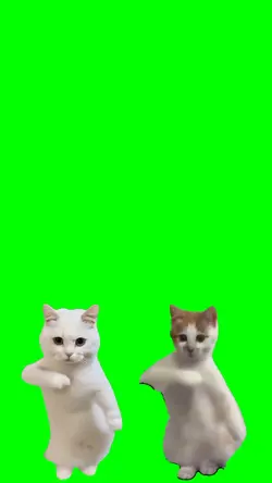 duo cat dancing virl