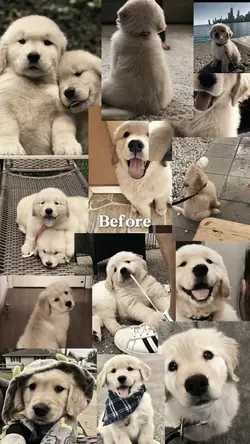 Dog before/ now