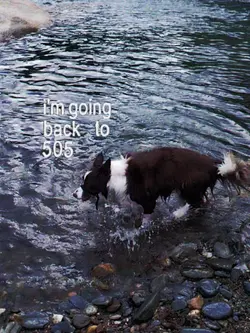 505 - Artic Monkeys