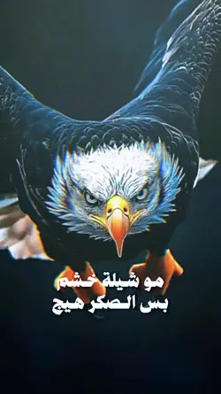 صقر