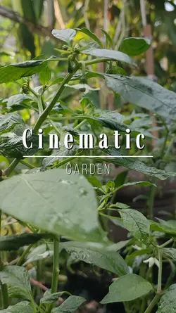 Cinematic Garden