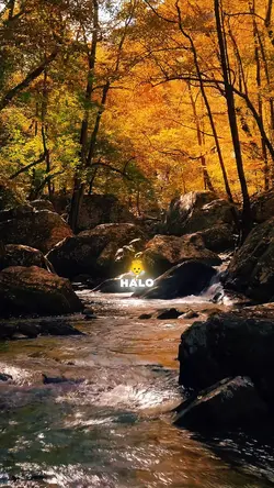 Halo Lyrics