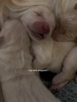 puppies