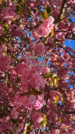 Spring time 🌸🌸🌸