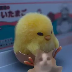 해피캣