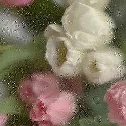 sla